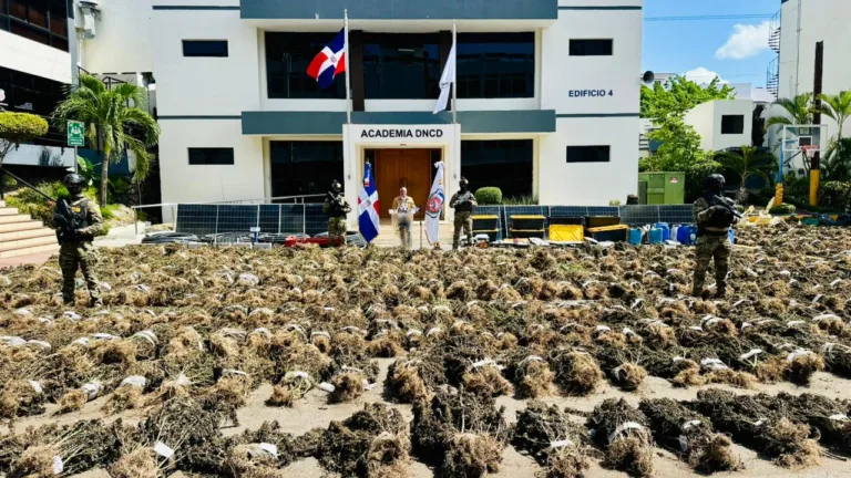 DNCD desmantela en Ocoa otra extensa plantación de marihuana con más de 15 mil plantas