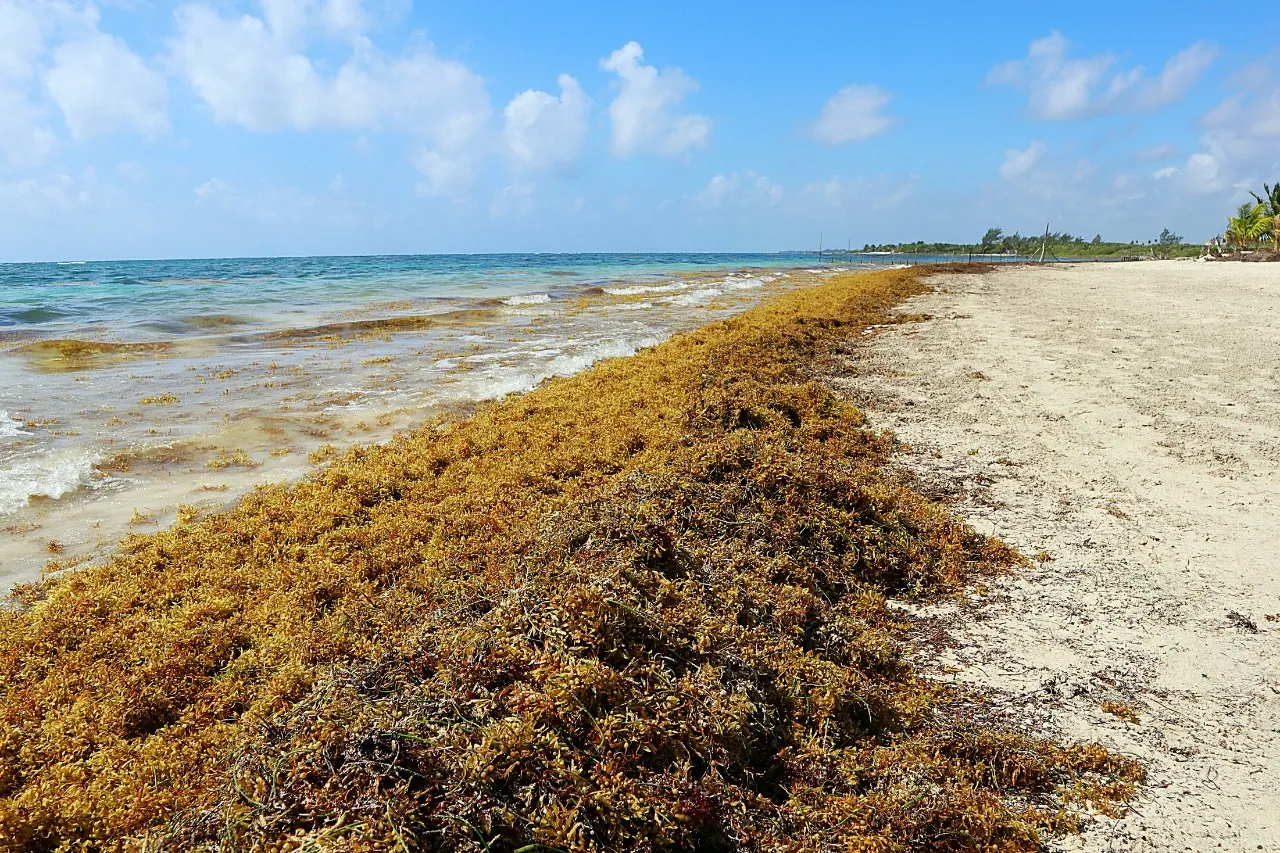 Sargazo afecta las actividades turísticas y comerciales en playas dominicanas