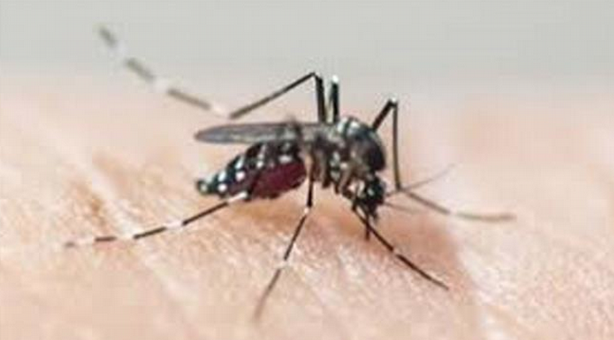 25 ni&ntilde;os internos por el dengue