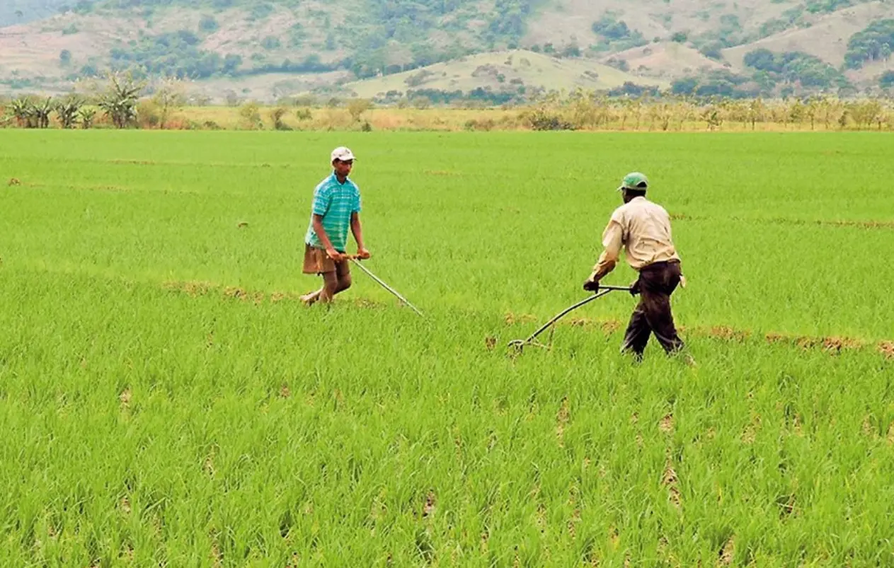 Gobierno establece la  prohibici&oacute;n para la exportaci&oacute;n de arroz