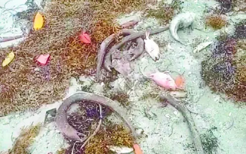 Medio Ambiente permanece sin respuesta ante la muerte de peces en Azua