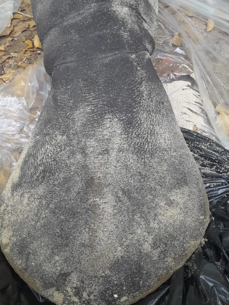 Investigan muerte de manatí encontrado en playa de Puerto Plata