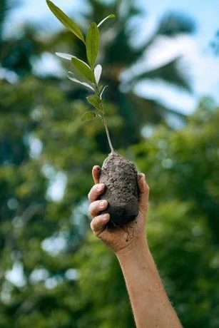 Siembran más de 120 mil plantas en las zonas costeras del país en 2022