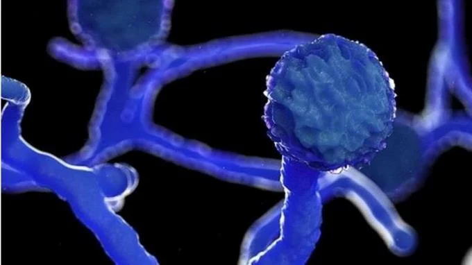 La OMS elabora su primera lista de hongos más peligrosos para la salud humana