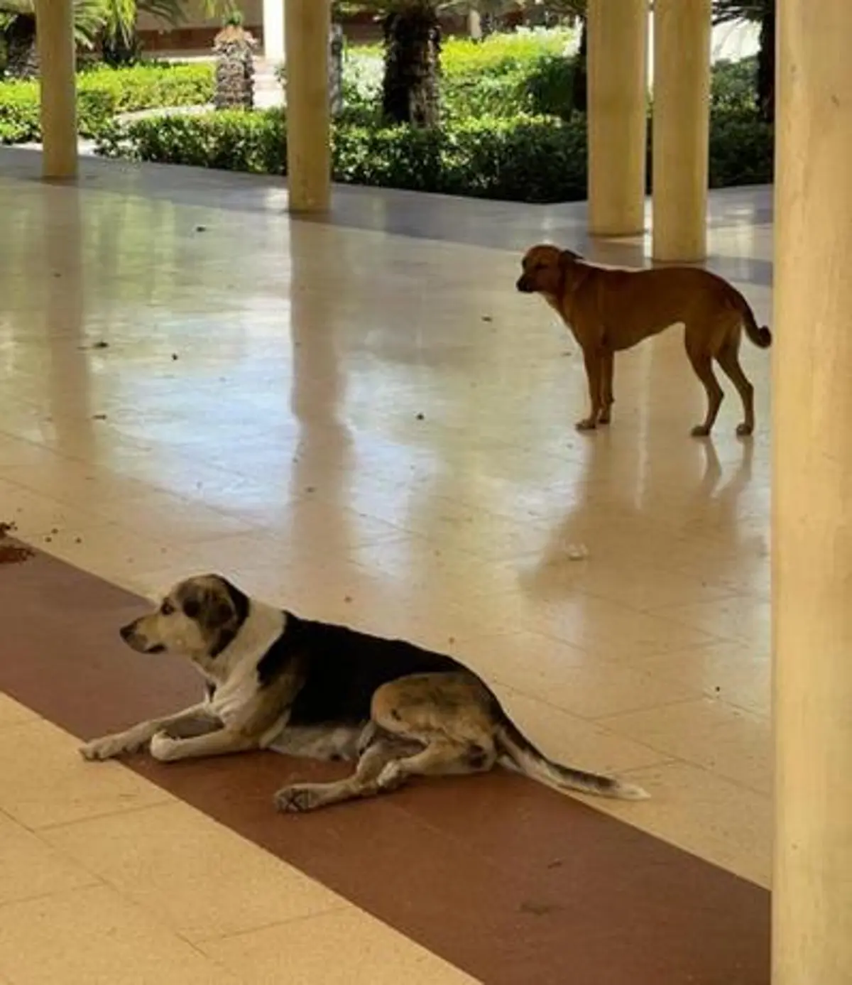 Estudiantes de la UASD mantiene la protesta por el envenenamiento masivo de perros
