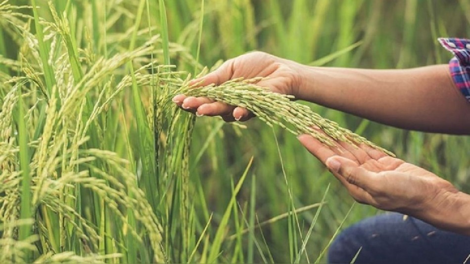 Gobierno analiza  los pasos a seguir para la apertura de un mercado nacional de arroz