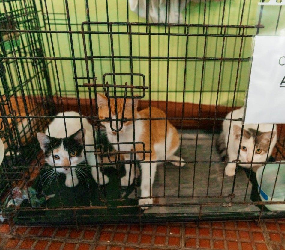 Alcald&iacute;a del DN esteriliza a 100 perros y gatos en jornada de bienestar animal en Mirador Sur