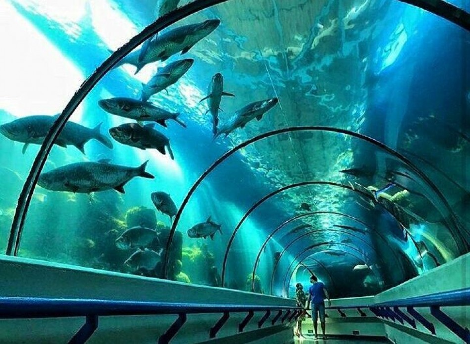 SOS desde el acuario