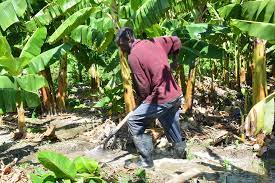 Presidente crea comisi&oacute;n para fortalecer producci&oacute;n de pl&aacute;tano