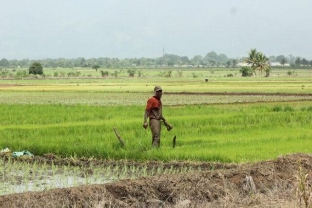 Productores Agropecuarios saludan nuevo subsidio a fertilizantes
