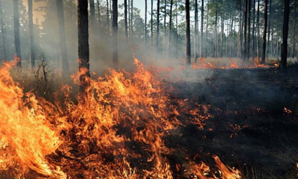 La Fundación Ambiental Acción Verde advierte el impacto de los fuegos forestales sobre los bosques nacionales