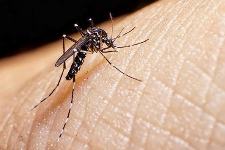 Tres ni&ntilde;os mueren por dengue en menos de un mes en Santiago