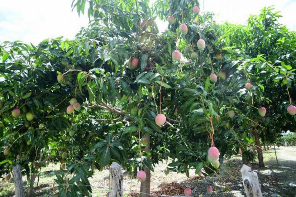 EE.UU. suspende importación de mango desde Haití