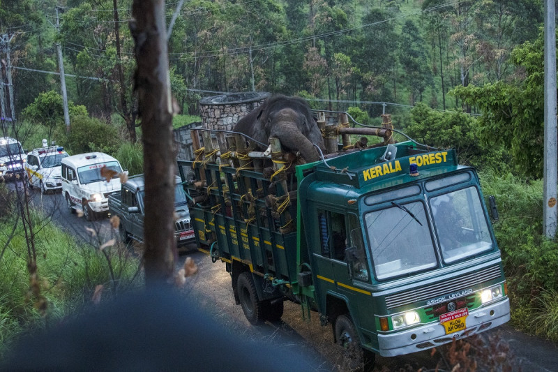 Capturan en India a elefante que robaba arroz y mat&oacute; a seis personas
