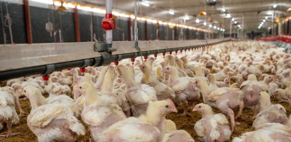 Gobierno garantiza inocuidad de la avicultura nacional