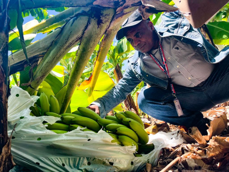 Inespre inicia compra de m&aacute;s de un mill&oacute;n de bananos a productores de Azua