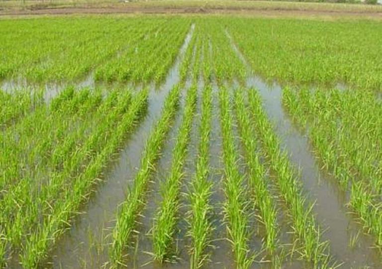 Productividad del arroz sube apenas el 7.1 % en 20 a&ntilde;os