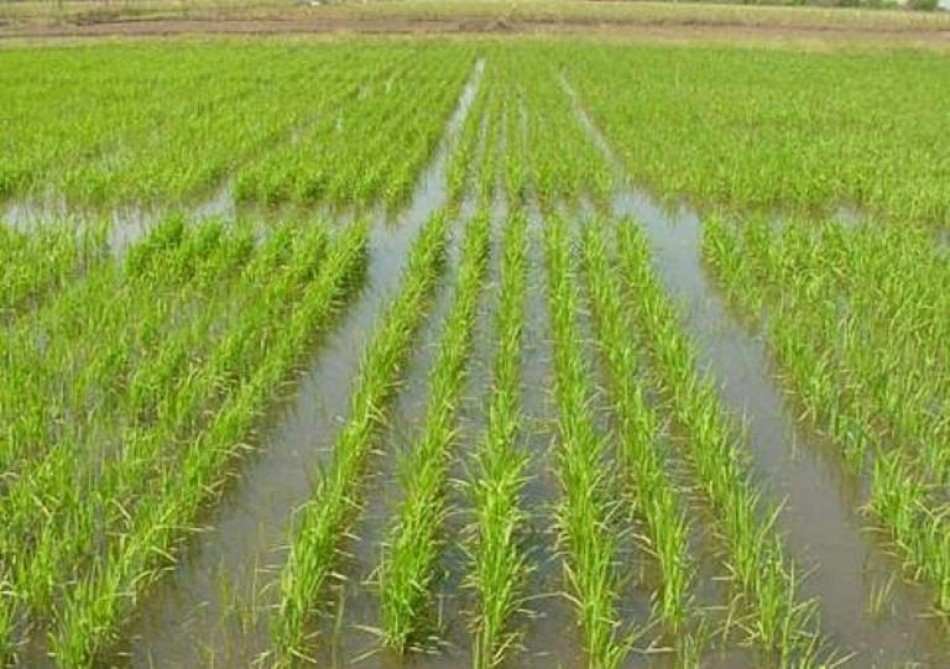 Productividad del arroz sube apenas el 7.1 % en 20 años