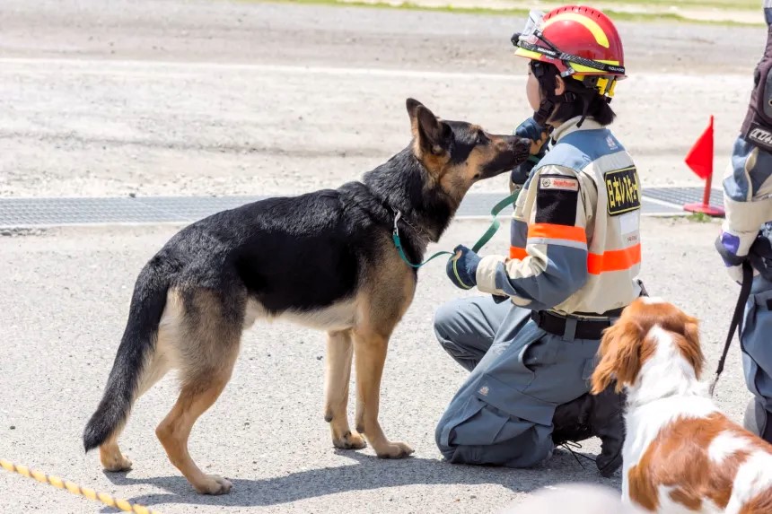 A 72 horas despu&eacute;s de terremoto perro salva a una anciana en Jap&oacute;n