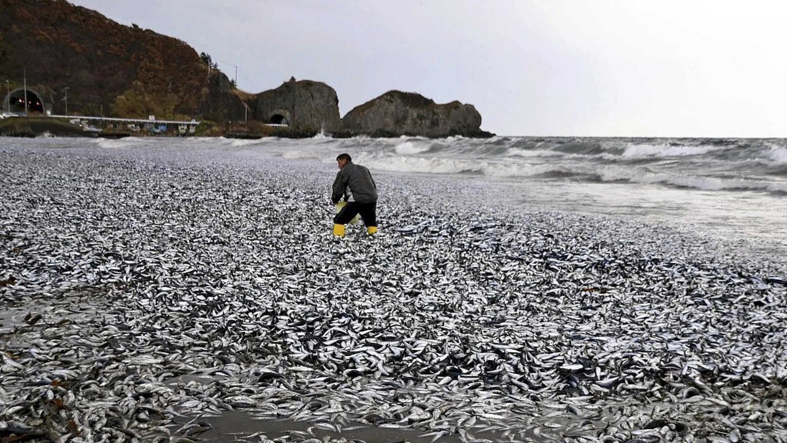 Aparecen miles de peces muertos frente a las costas de Jap&oacute;n