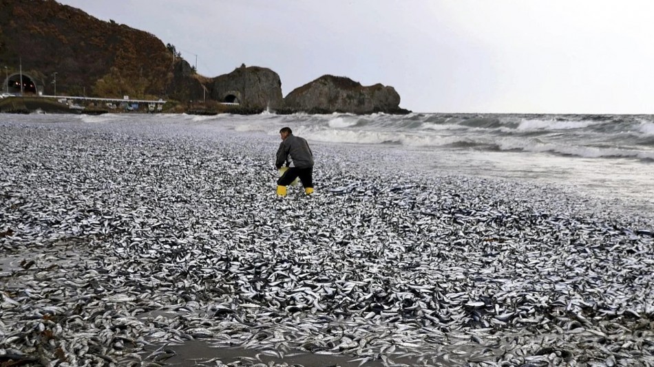 Aparecen miles de peces muertos frente a las costas de Jap&oacute;n