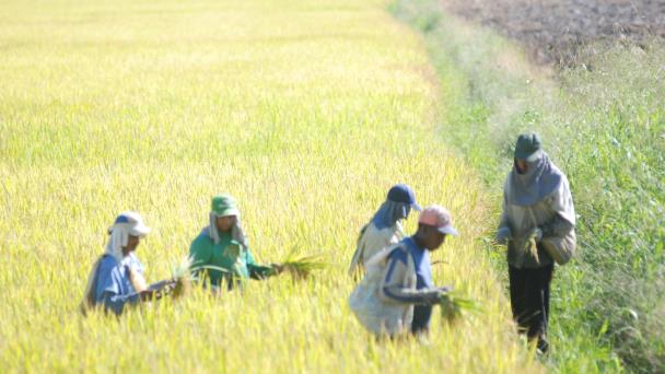 Los productores de arroz de la l&iacute;nea Noroeste aprovecharon el recorrido realizado  por el presidente Luis Abinader 