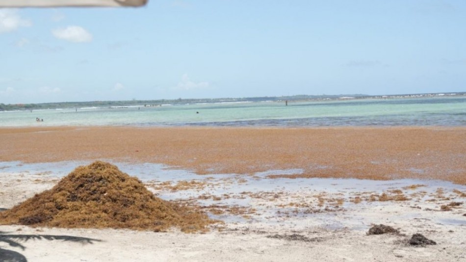 Sargazo hunde el comercio y turismo en playa de Boca Chica