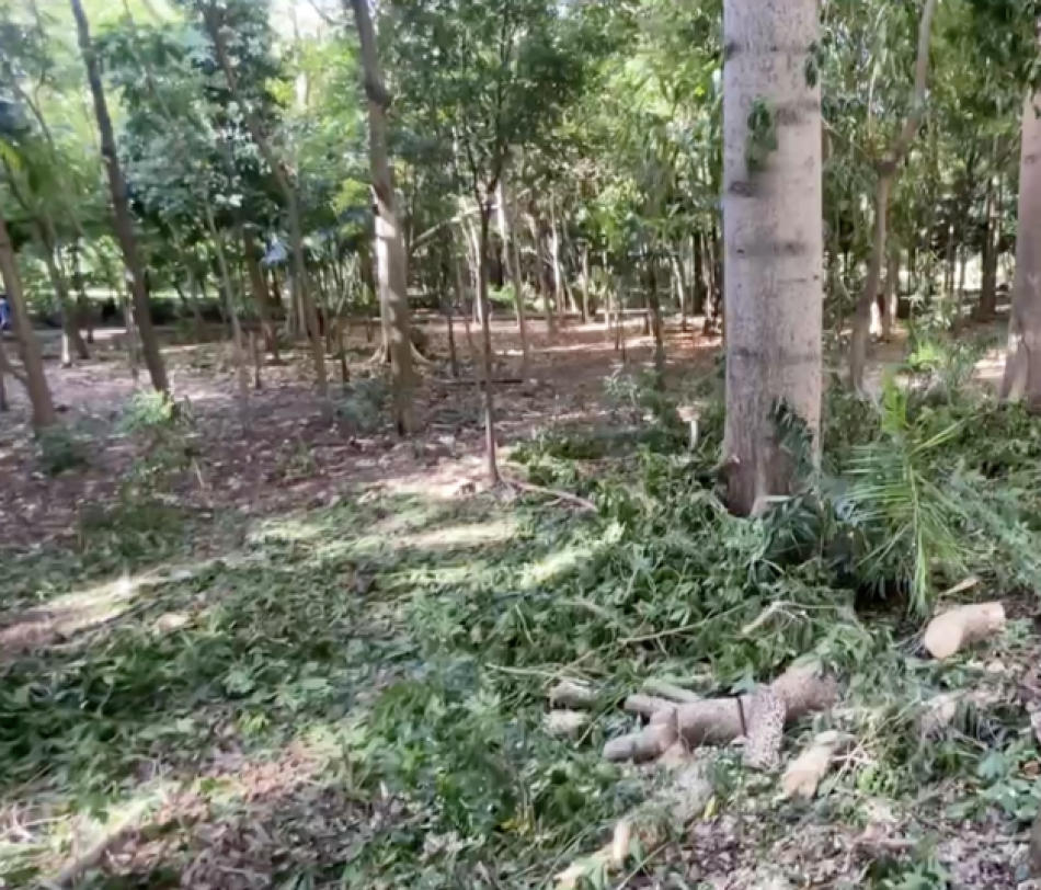 El parque Mirador Sur sufre una devastadora mutilaci&oacute;n de 17 &aacute;rboles