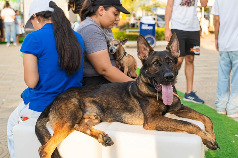 Animal Fest 2025 cierra con &eacute;xito su primera edici&oacute;n y ofrecen nueva sede para 2026 en Santo Domingo Este