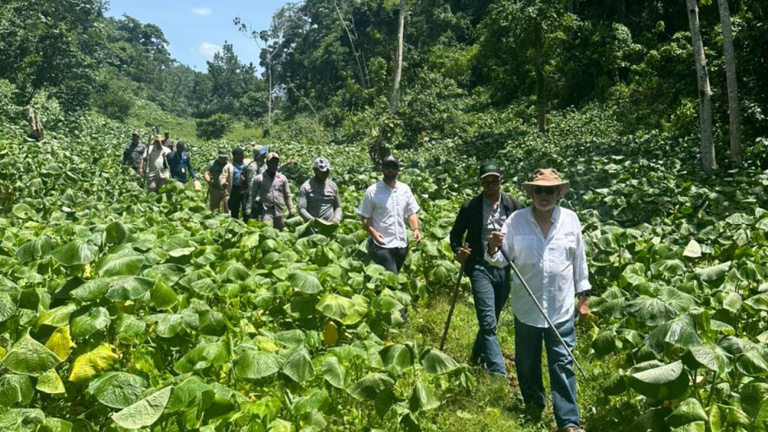 Ministerio de Agricultura siembra m&aacute;s de mil plantas en San Crist&oacute;bal