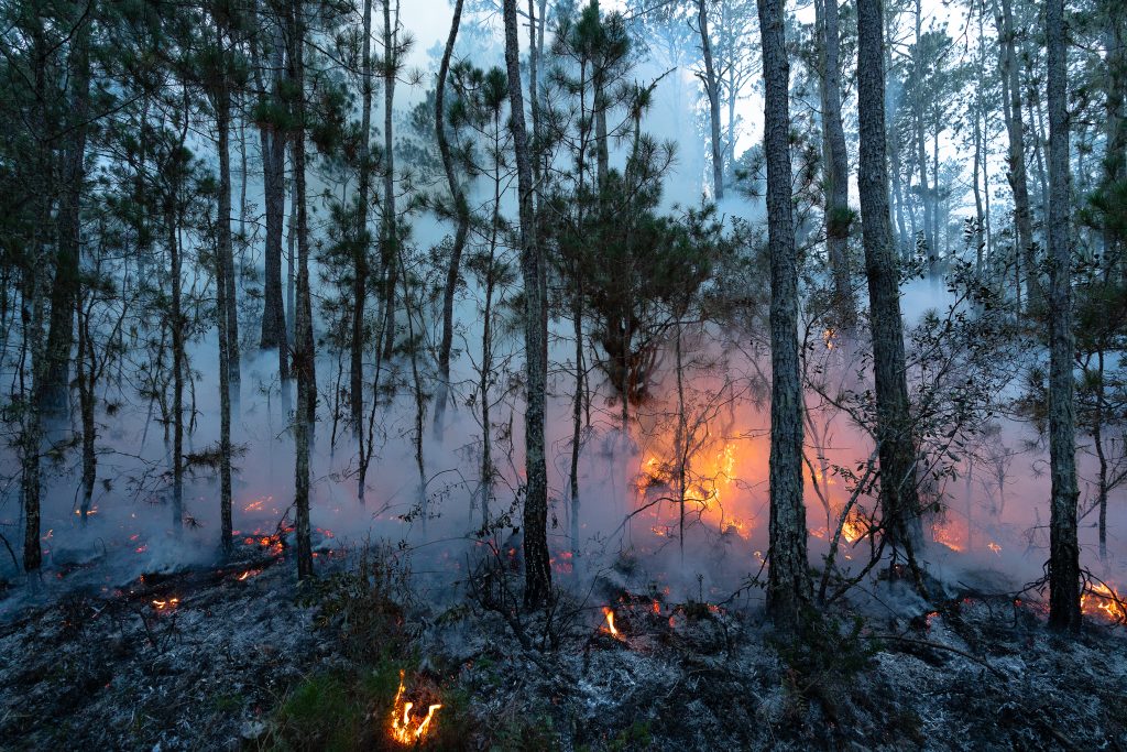 Se registra 591 fuegos forestales durante a&ntilde;o que afectan las &aacute;reas de 110 kil&oacute;metros