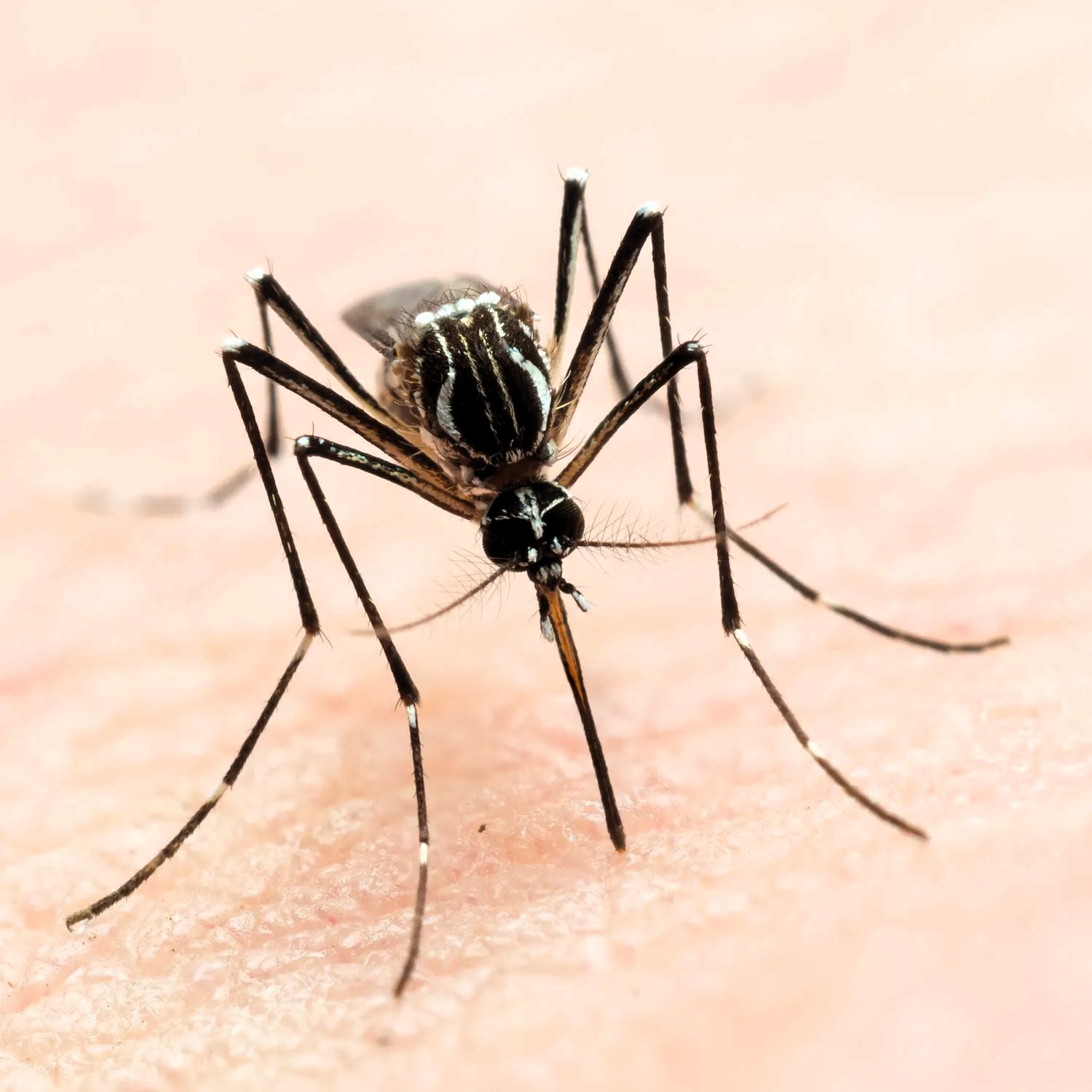 Se eleva el dengue en el 2023 con 5,000 personas fallecidas 