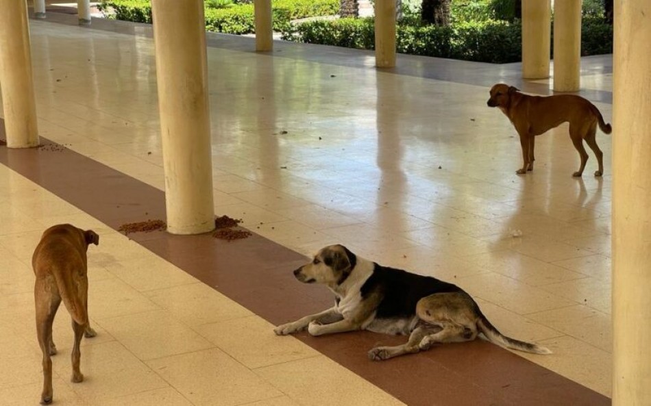 UASD sanciona la muerte de perros por envenenamiento en su sede