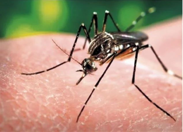 El dengue ataca; piden llevar a los ni&ntilde;os al hospital desde que presenten fiebre