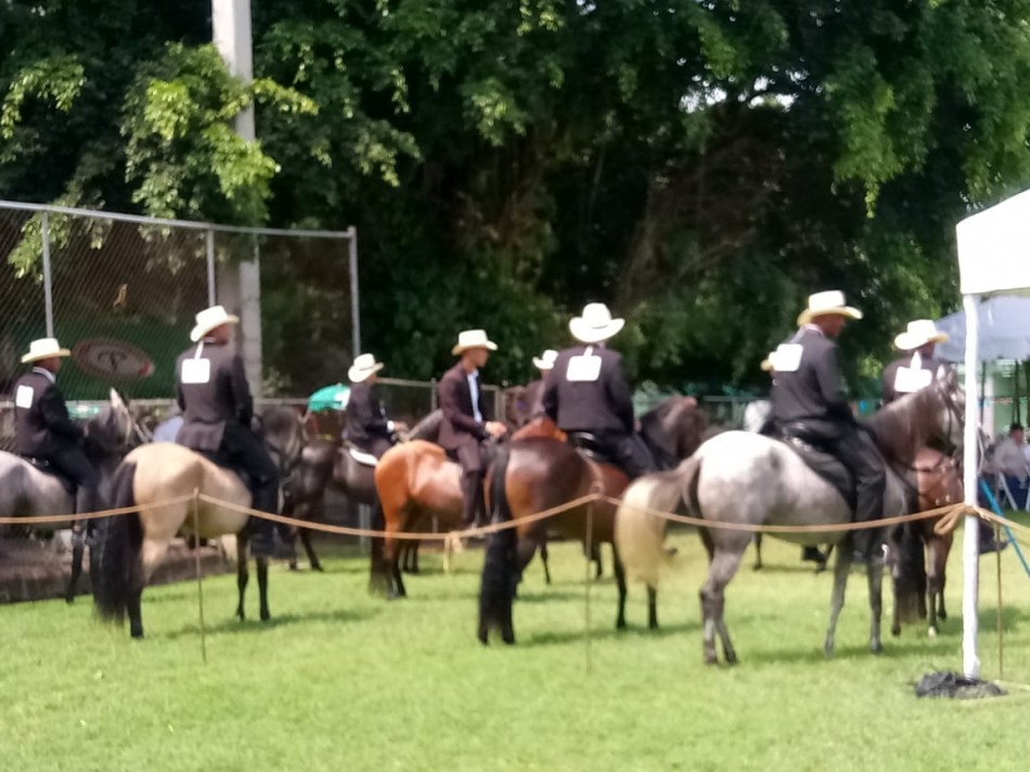 Asociación Dominicana de Caballo de Paso celebra el circuito nacional de caballo de paso