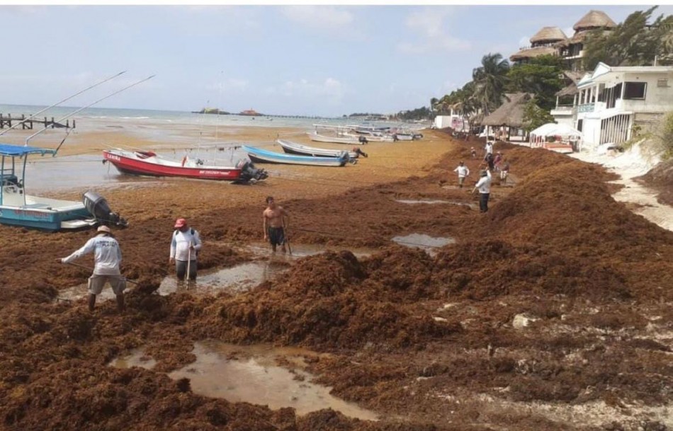 La retrasada respuesta de ASONAHORES y el sargazo sigue invadiendo diversas playas del pais