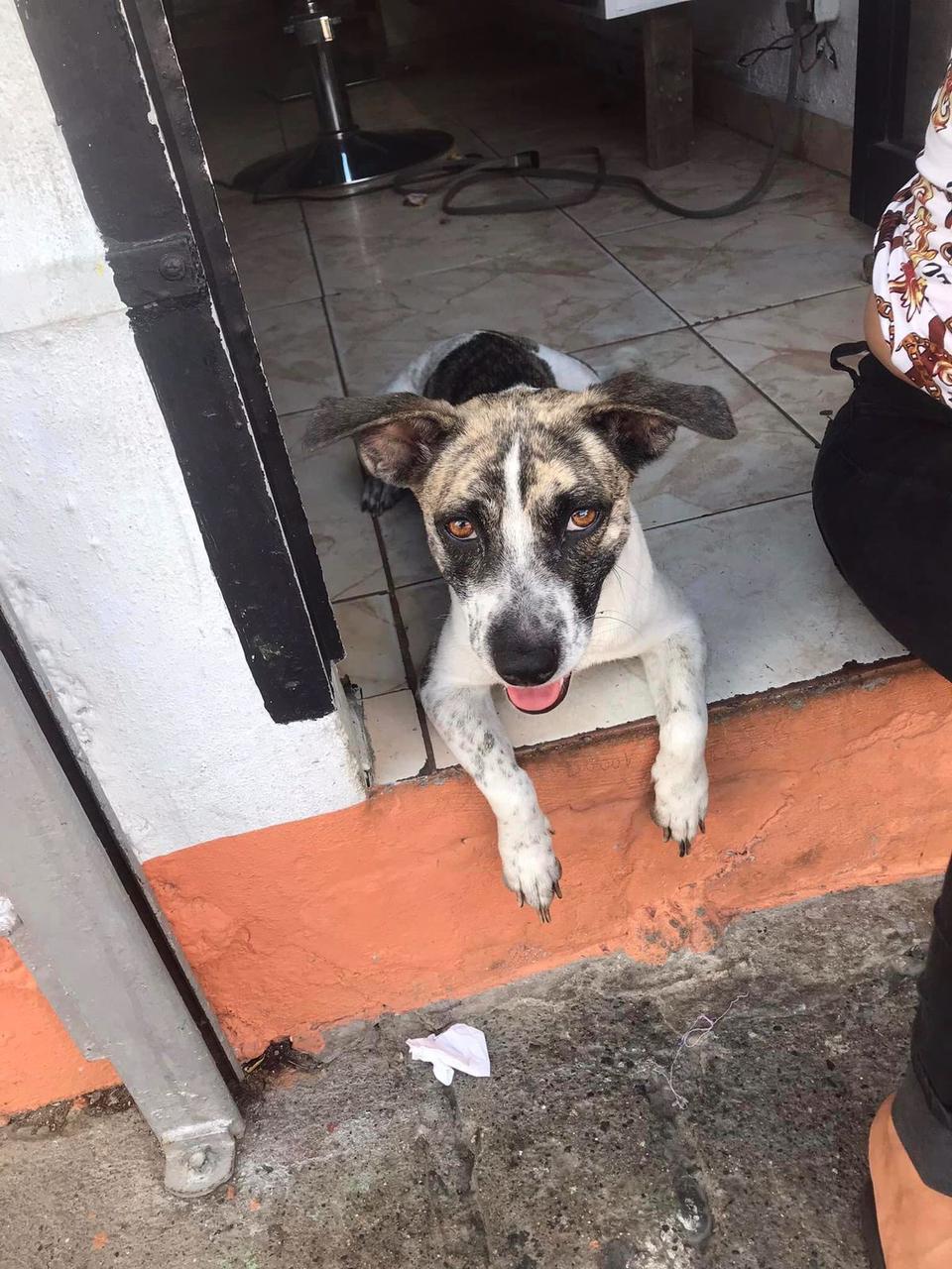 Llevan a la justicia a mujer mat&oacute; a palos a perra de su vecina