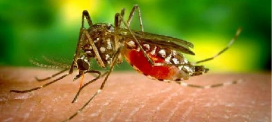 La chikungunya no repite, pero los niños están en riesgo