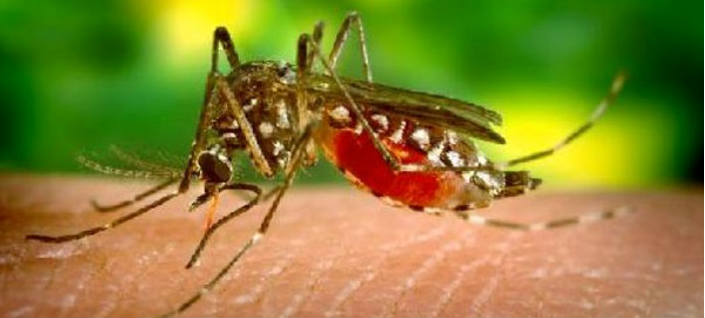 La chikungunya no repite, pero los ni&ntilde;os est&aacute;n en riesgo