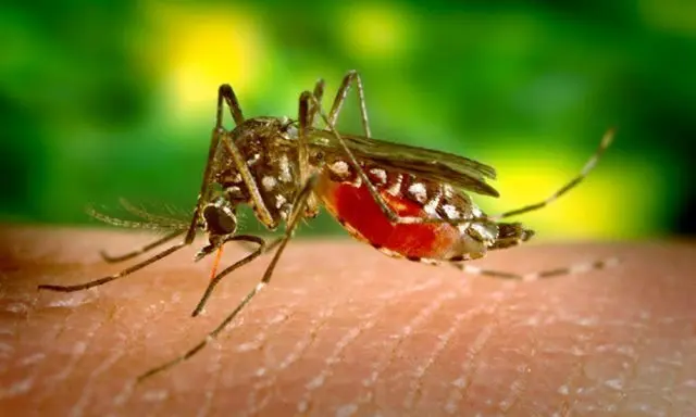 Los casos de fiebre se confunden con dengue en Santiago