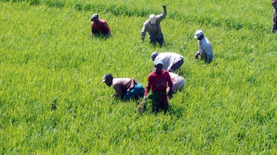 Gobierno anuncia medidas para proteger la producci&oacute;n de arroz