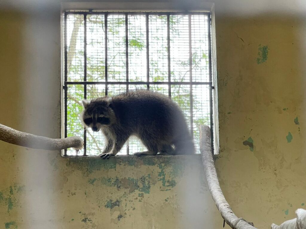 Tras d&iacute;as de traves&iacute;a, la mapache entra en cuarentena en el Zool&oacute;gico