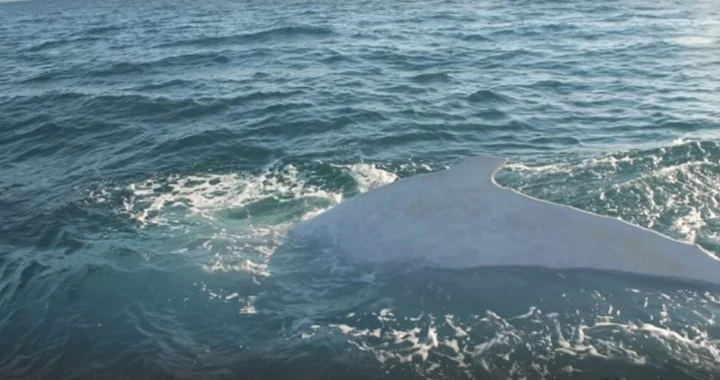 Encuentran muerta una ballena albina en playa de Australia