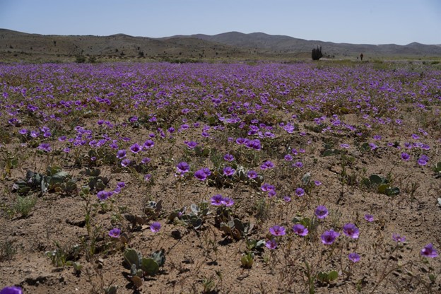 El desierto m&aacute;s &aacute;rido del mundo, el de Atacama, vuelve a florecer
