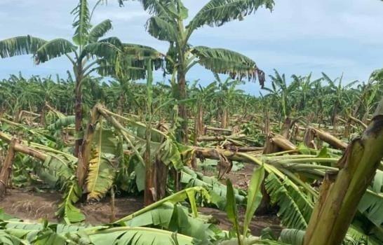 Sector agropecuario dominicano fue fuertemente golpeado por Fiona