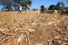 La sequ&iacute;a estacional es un fen&oacute;meno de El Ni&ntilde;o que incidir&aacute; hasta el verano