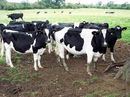  70 mil pacas para ganado ante el impacto de la sequ&iacute;a