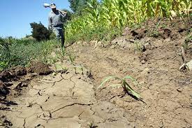 Sector agropecuario mantiene el plan para enfrentar la sequ&iacute;a entre las  zonas afectadas