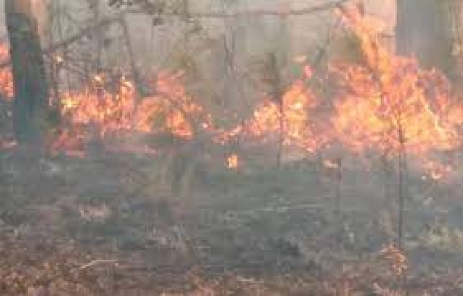 Denuncian están provocando incendios forestales en la zona de Verón Punta Cana