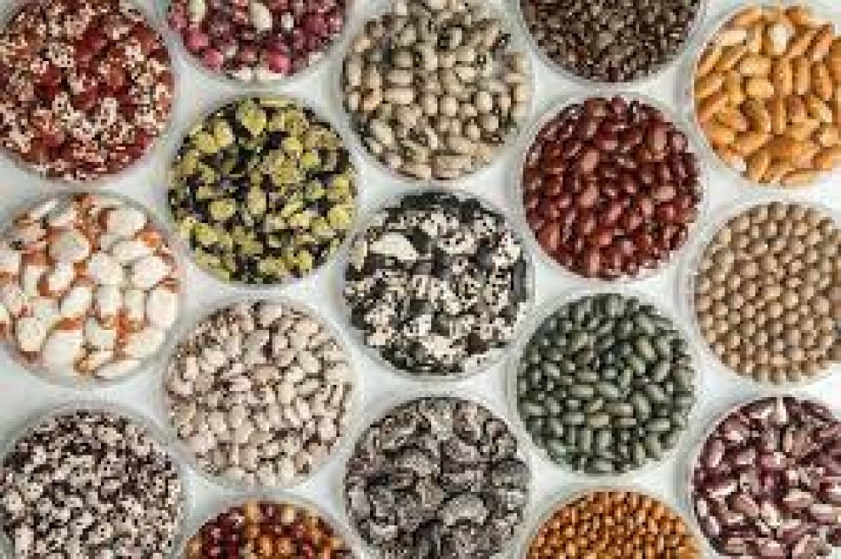 FAO destaca el valor de las semillas para seguridad alimentaria de Latinoamérica